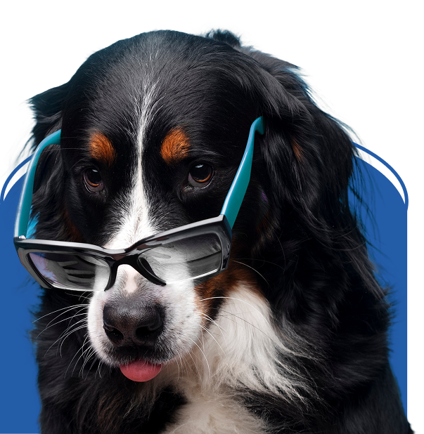 Veterinario-majadahonda-perro