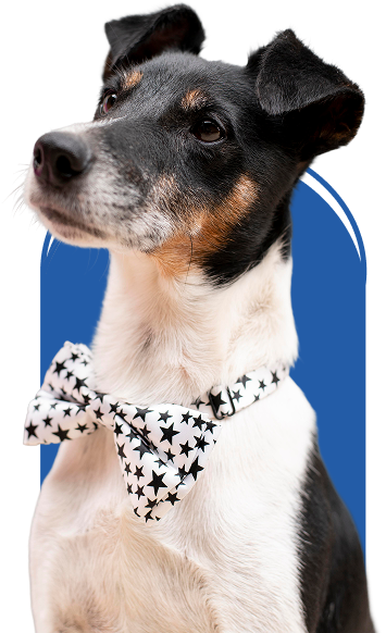 Veterinario-majadahonda-perro