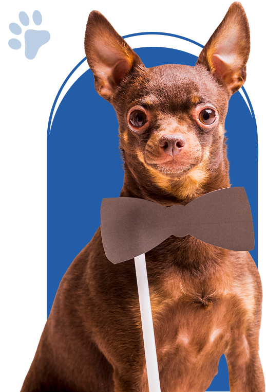Veterinario-majadahonda-perro