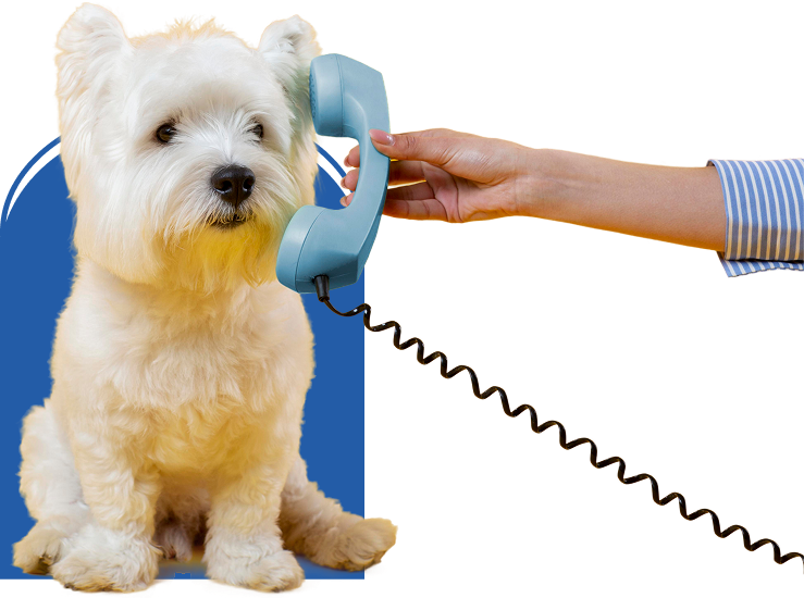 Veterinario-majadahonda-perro