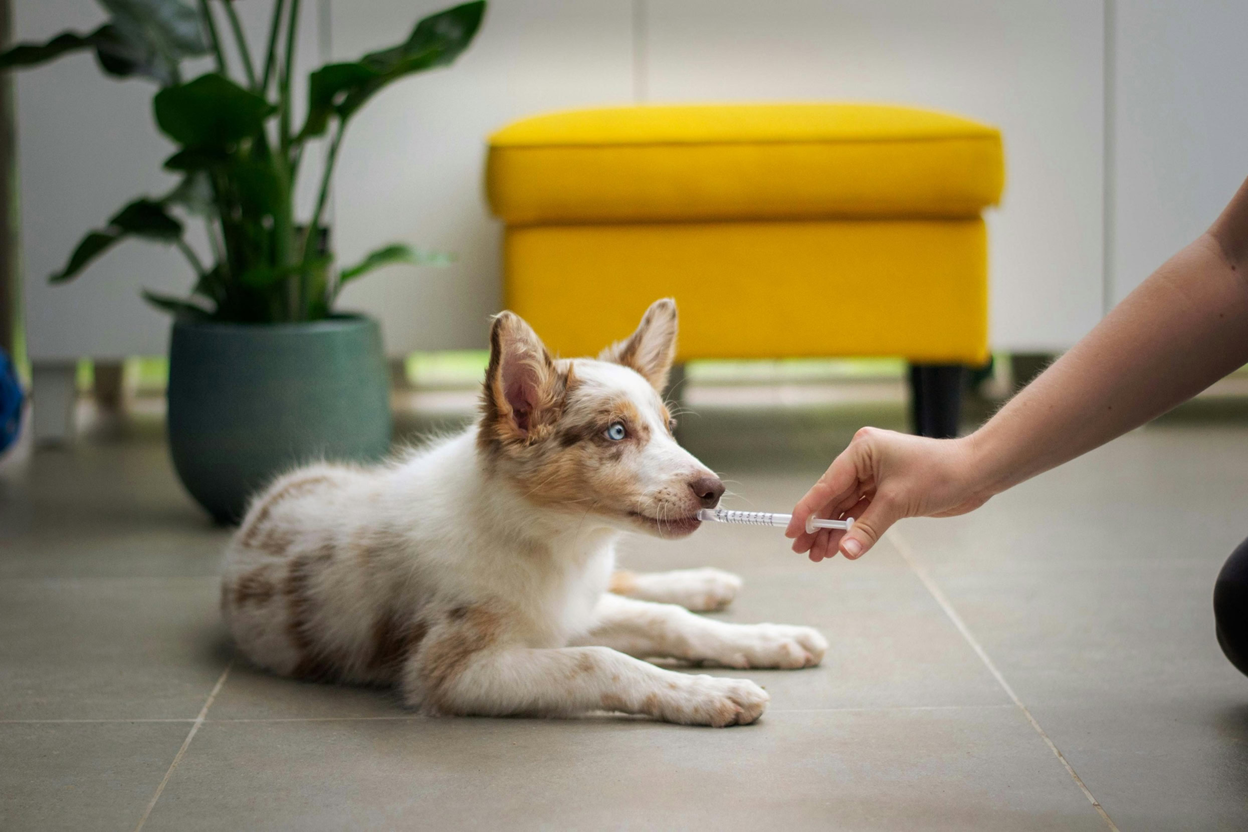 Veterinario-majadahonda-blog