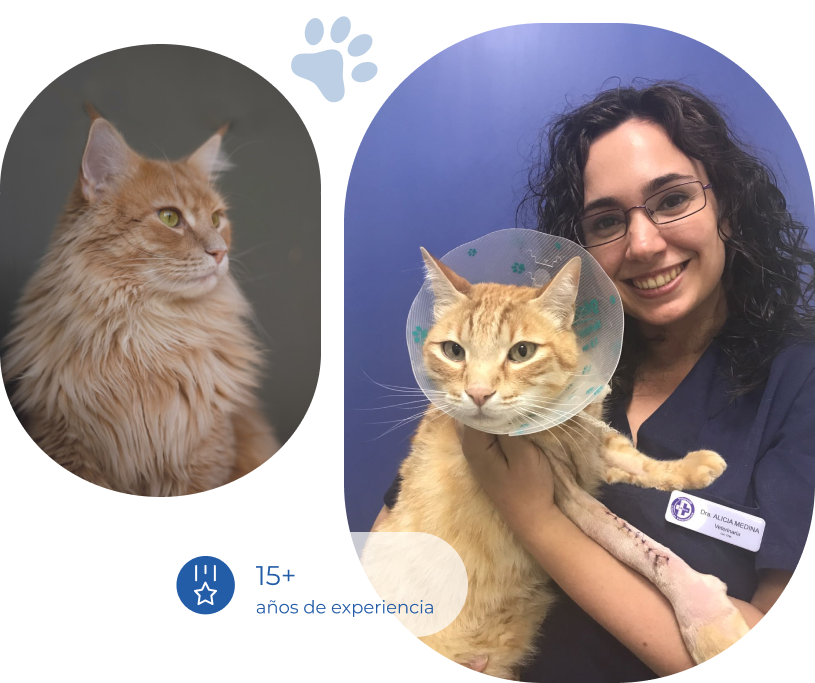 Veterinario-majadahonda-portada